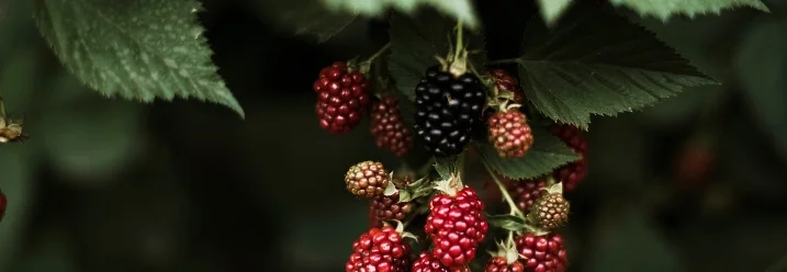 Reife und unreife Brombeeren an einem Strauch